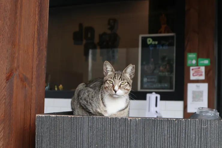 殺氣怎麼有點重