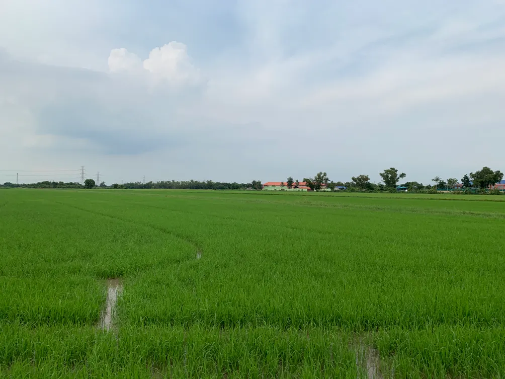 在曼谷農作 อยู่ที่หนองจอก