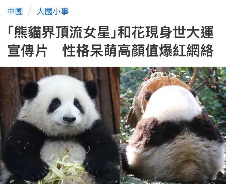 全中國知名的熊貓網紅─照片剪自網路