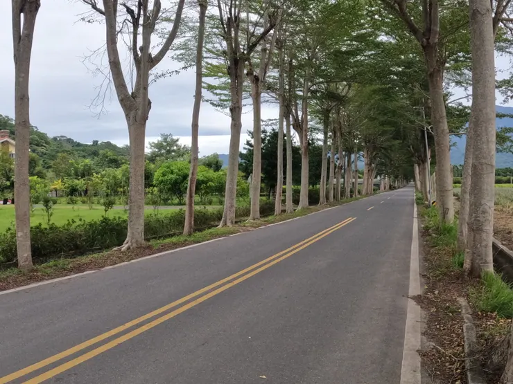 鹿野又一座另類的綠色隧道。