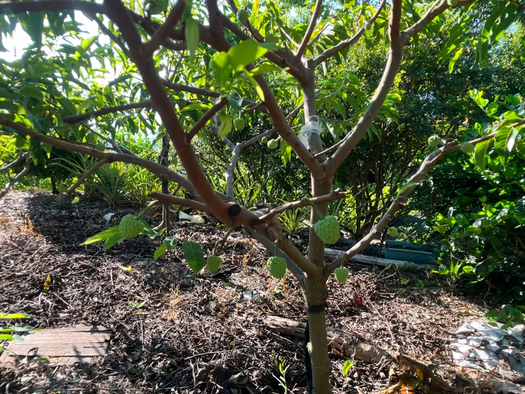 長大中的小釋迦