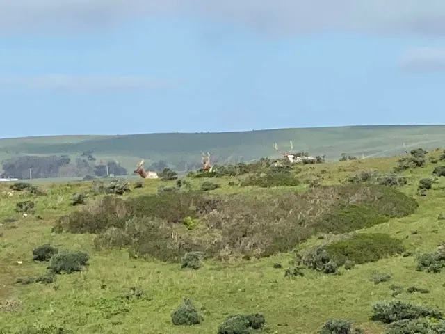 ▲其實旁邊還有一大群公鹿, 但這三隻鹿角較大. 風太大, 站都站不穩, 手機也拿不穩. 後來算了不照了!