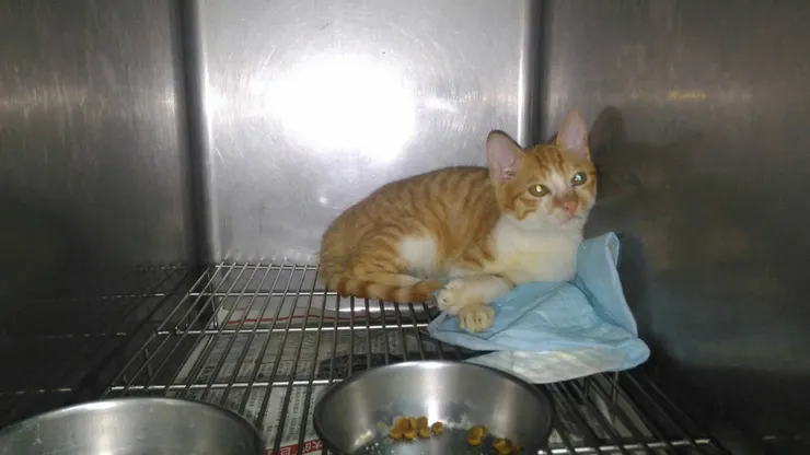 當時收到的照片