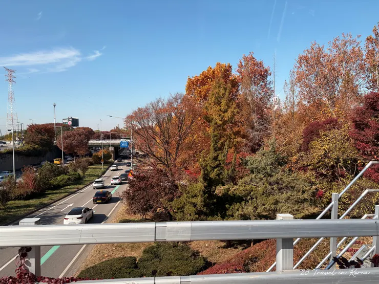 就是來看楓葉的呀！