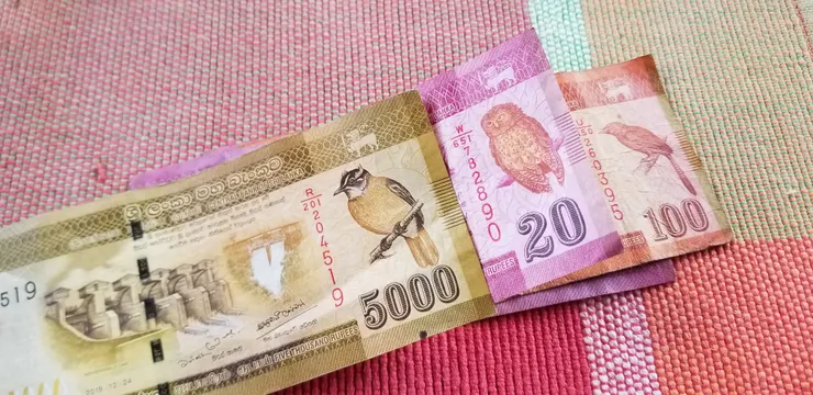 Yellow eared Bulbul， Chestnut backed Owlet和Orange billed Babbler