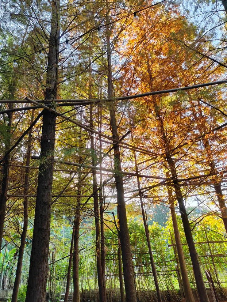 光線與落羽松相互照映，一直在猜樹上為何要有那麼多木條架子 ?