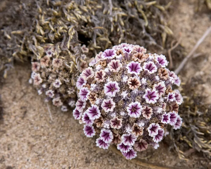 加州沙花或沙蠶（Pholisma arenarium）