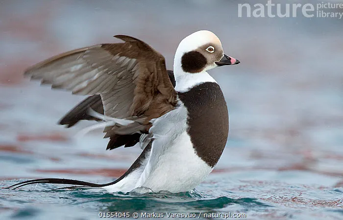 被林奈先生誤認為與海雀同種的長尾鴨（long tailed duck），到底那裡像...