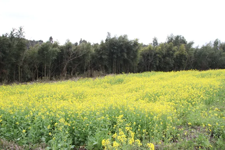 霧島隨處可見的油菜花田