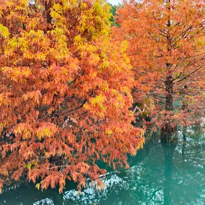 說實在的我喜歡你嗎?