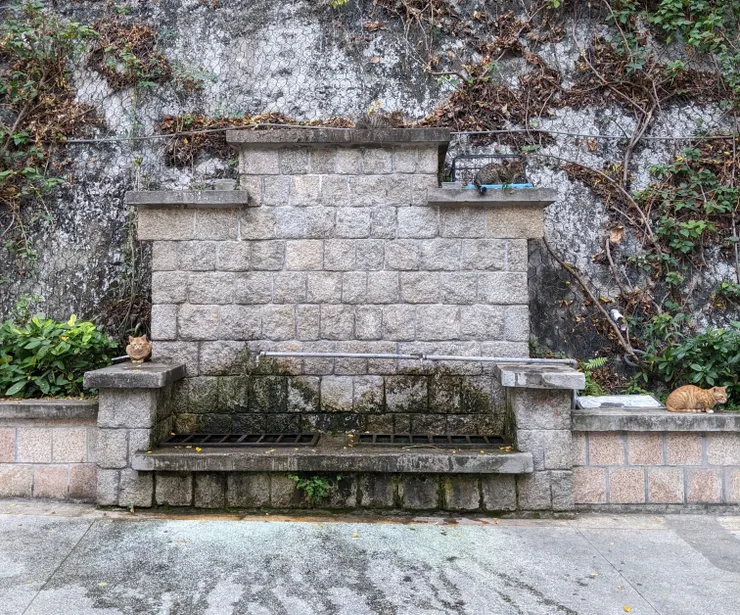 最後，用官也街附近看見的貓咪們結束這篇文章