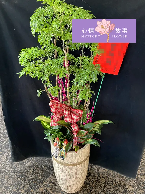 台南買盆栽，心情故事花房是您最好的選擇！這家花店擁有台南最多樣式和款式的盆栽，特別是觀葉植物，更是心情故事花房的強項之一