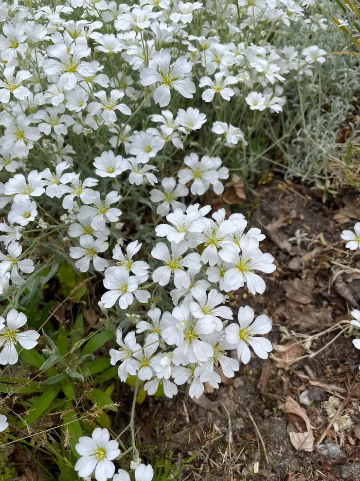 外面的花園有很多白色的花