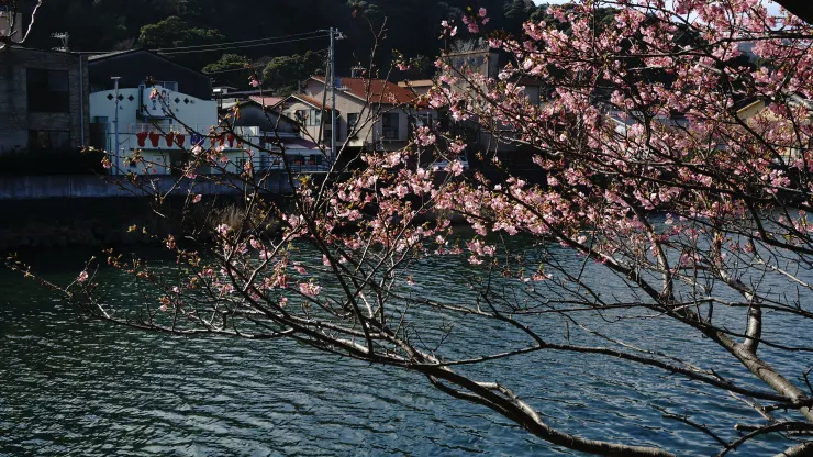 日本賞櫻祕境：河津櫻花隧道之旅之2025年3月10日河津站賞櫻