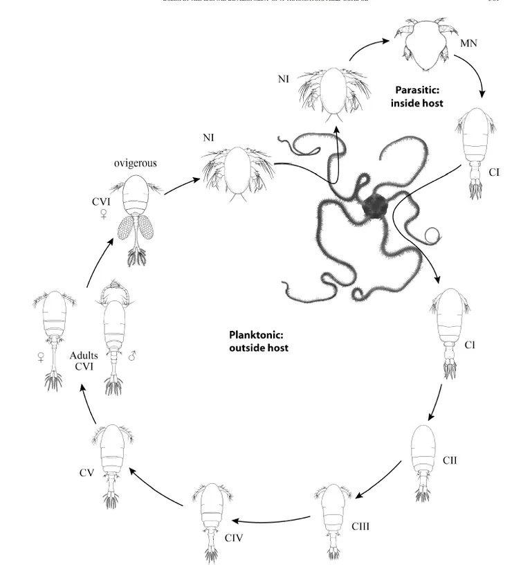 橈腳生活史 這一種橈角朋友幼蟲階段寄生在陽遂足的肚子裡 感覺很安全阿