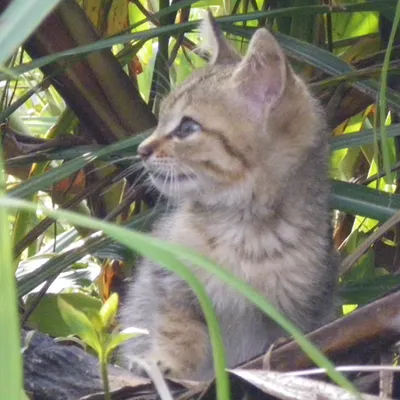 來自喵星的列車