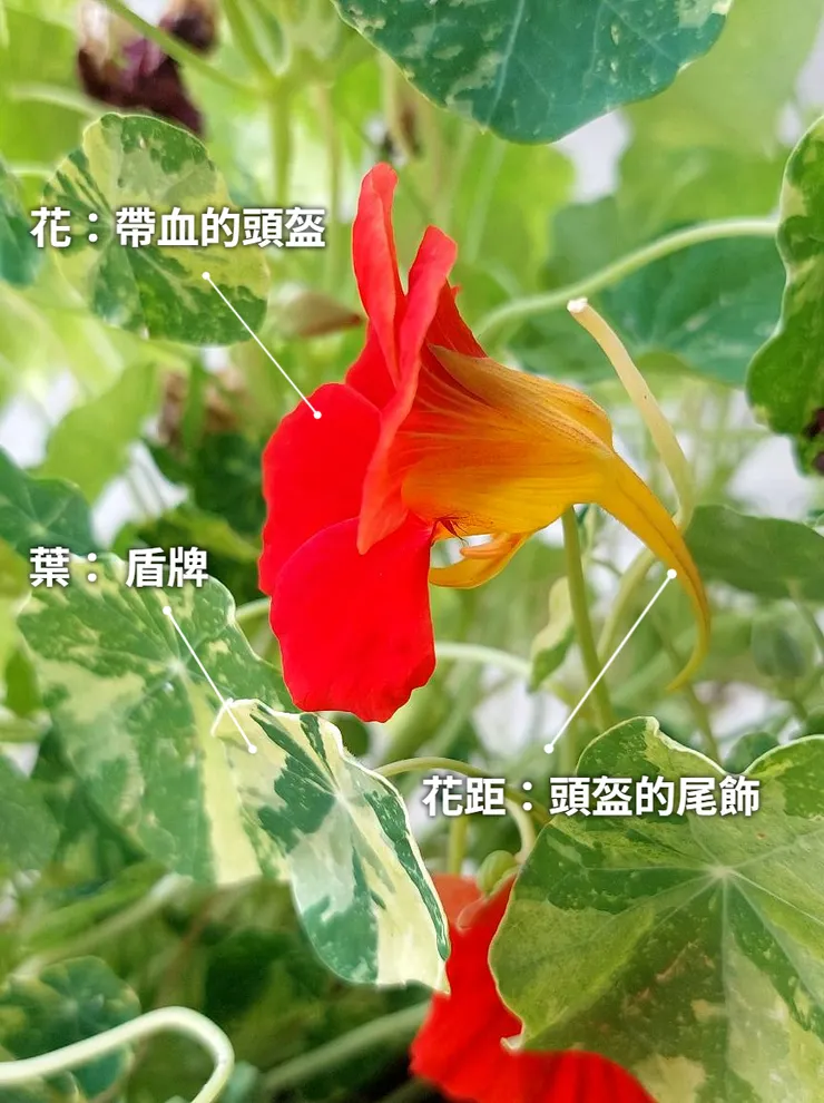 關於這朵花的「戰爭」意涵，您看出來了嗎？