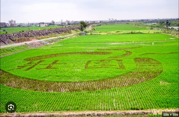 壯圍彩繪農田種出鄉徽地景- 地方- 自由時報電子報 (出處: 自由時報)