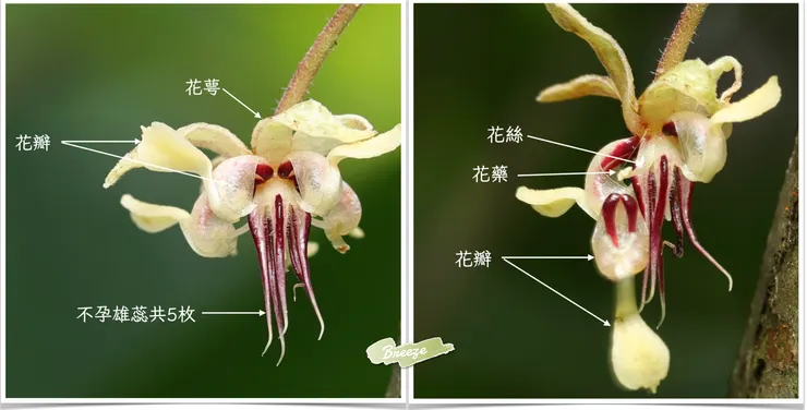 2025.8.6 大鋤花間。 左圖：花萼垂下，已不見花柱柱頭。右圖：小心翼翼將花瓣撕下，明顯可見原本被花瓣「罩住」的花藥與花粉，推測是雄熟期（雄後熟）。  