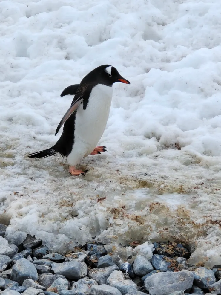 大家好！我是巴布亞企鵝（Gentoo）。我是游泳高手，住在南極或亞南極的島嶼上，南極半島也可以看到我。
