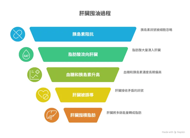 肝臟囤油簡易流程圖