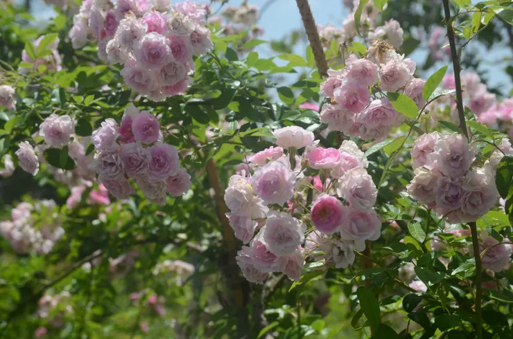 自家育種的蔓玫——沉醉東風，有著一團一團繽紛的花球，讓人心醉神迷！