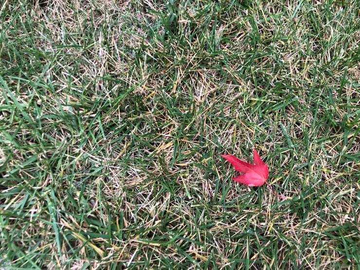 作者攝於 2023 年秋｜從家門口那顆楓樹，飄下的第一片秋葉（原創作品，請勿擅自使用或轉載。）