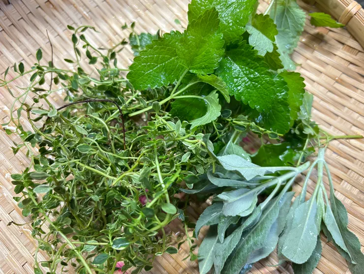 採收香草