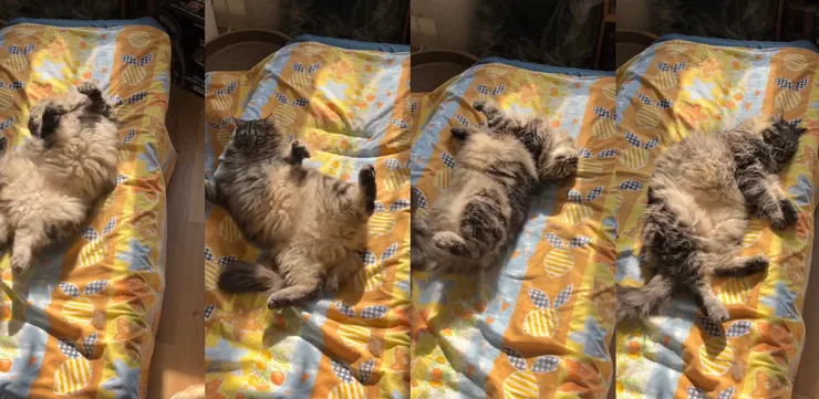 曬太陽，開心打滾四連拍