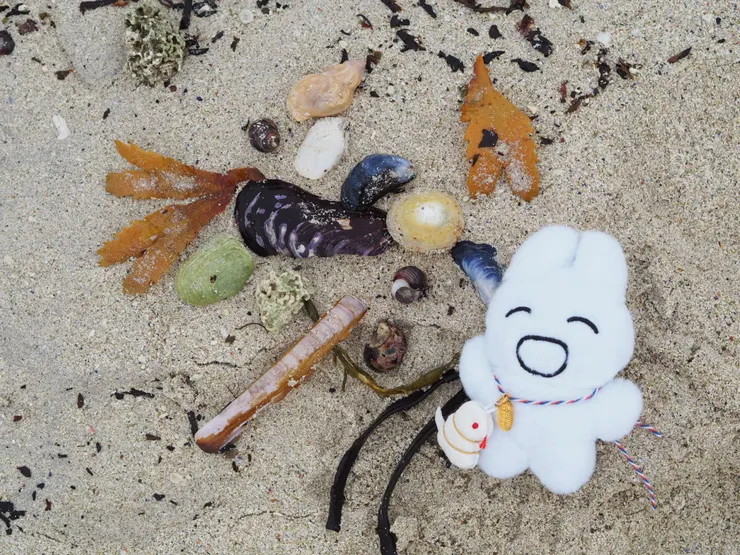 我們在海灘發現九孔、蟶子、海膽跟蛤仔