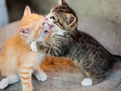 幼貓有時會出現類似打架行為，實際上是在玩耍，貓奴只需默默觀察，但如果打得太兇，仍需要將其適度分開。