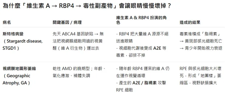 Stargardt & GA 的病狀成因