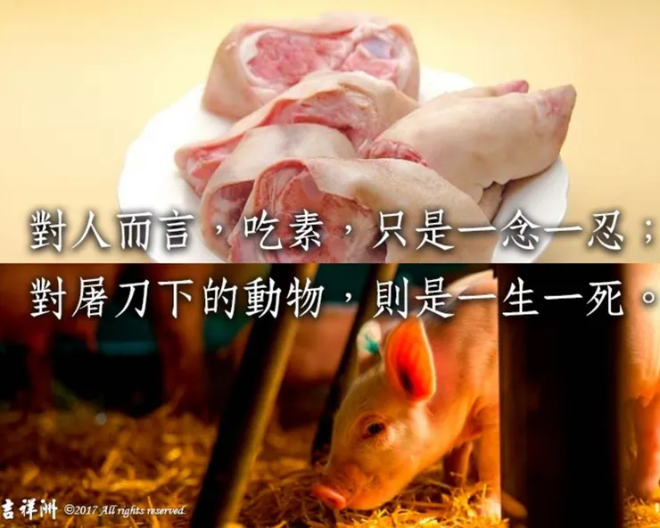 吃素的好處~社會影響