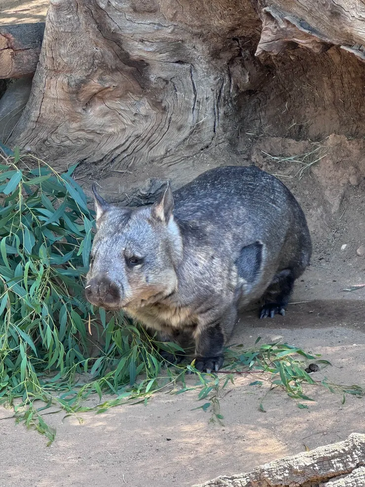 圖文不符，我去動物園拍的袋熊