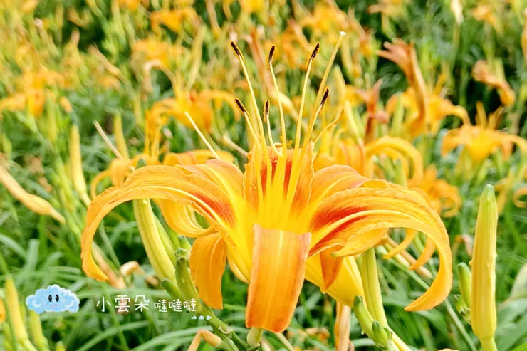 金針花又名為萱草、忘憂草、一日美人、一日花。