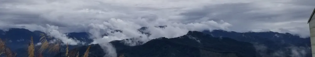 沒有名字的桃子的沙龍