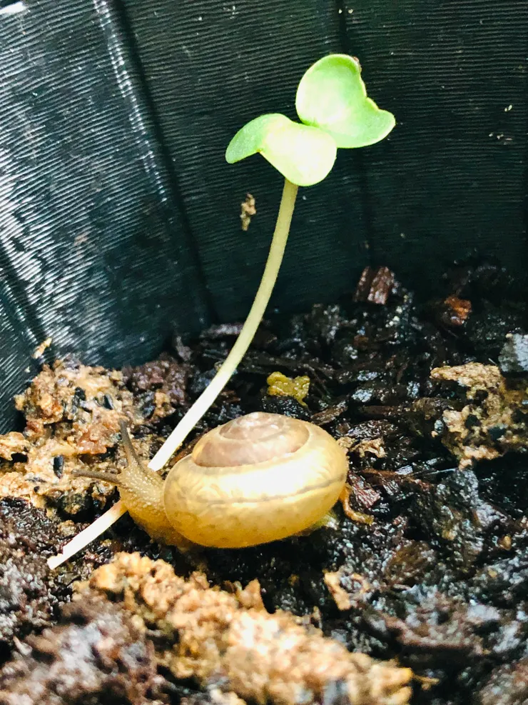 幫蝸牛拍個寫真，蝸牛其實也很美。