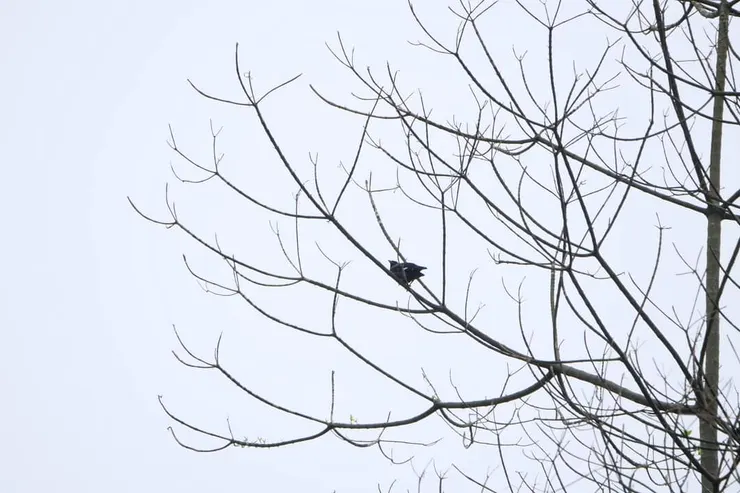 第一次是超遙遠的觀察