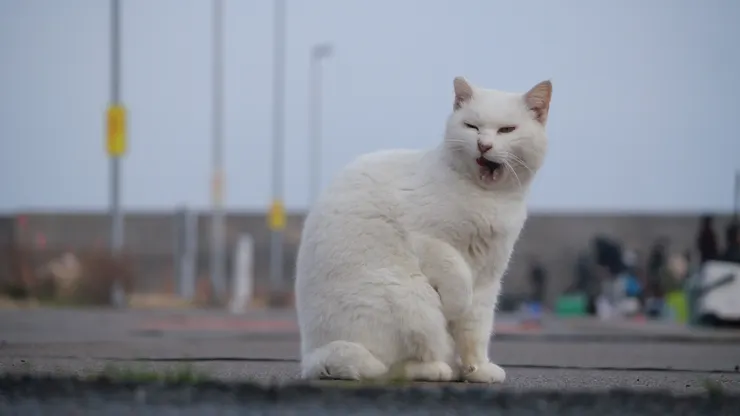 下車後已經看到不少貓貓