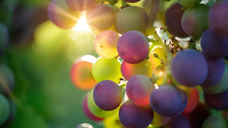https://pixabay.com/zh/photos/grapes-fruits-food-fresh-healthy-3550733/