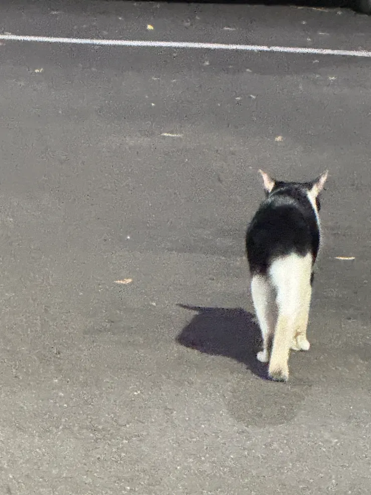 2026/02/23 去停車場路上看到的貓