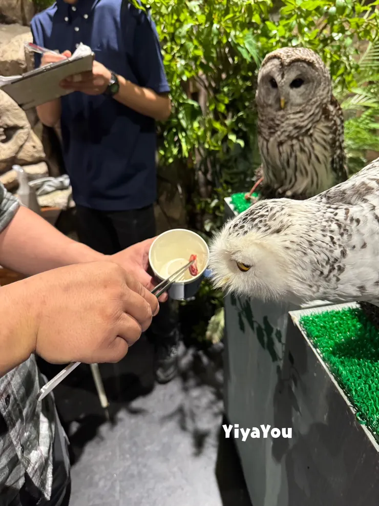 貓頭鷹餵食＋拍照，餵食完再合照，合照時會先用館內拍立得拍一張（顯影效果沒有很好），但工作人員會再用我們的手機幫我們拍非常多張。
