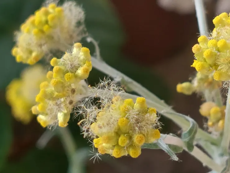 鼠麴草成熟後有一坨毛茸茸的東西，拜手機的微距功能可以放得很大，放大之後才知道是種子，跟蒲公英的種子很像。