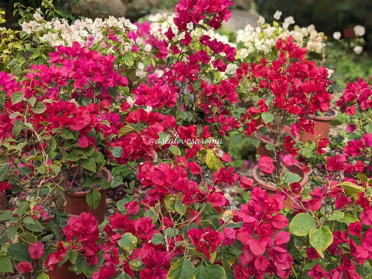 萃取室旁有一大片不同顏色的九重葛