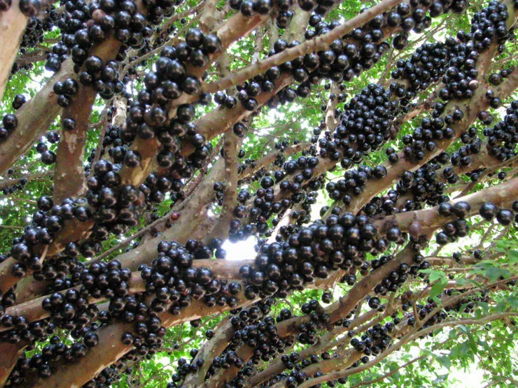 嘉寶果Myrciaria cauliflora Berg