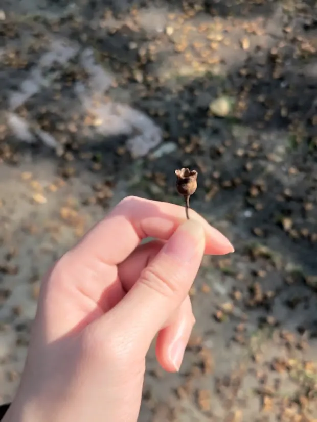 這是常拿來做乾燥花的花吧，走過時地板咖咖咖的