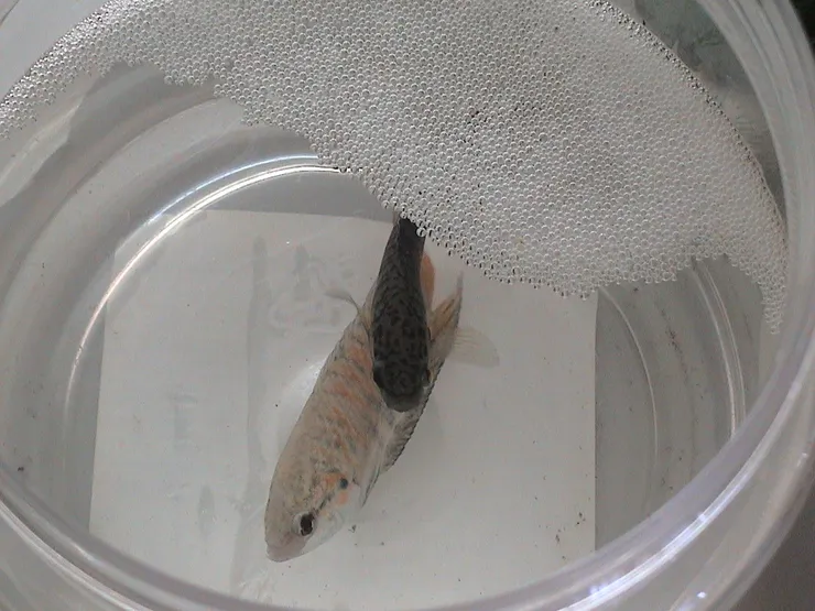 公鬥魚吐出來的泡巢