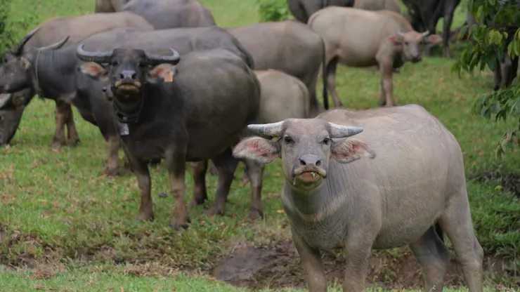 沿路遇上一群水牛