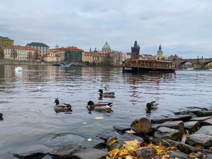 在 Park Cihelná 可以飽覽伏爾塔瓦河畔的河上風光,遊船、紅屋頂、尖塔、老橋…就像一場古典與現代的交匯。喔!還有愛搶戲的偽水豚~