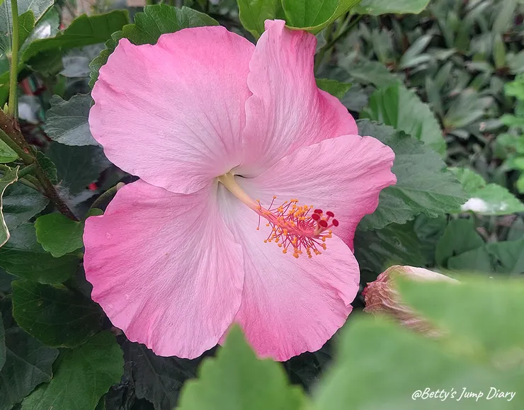 ▲桃園楊梅「雅聞魅力博覽館」/圖片來源:Betty's Jump Diary